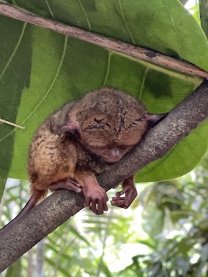 Tarsier